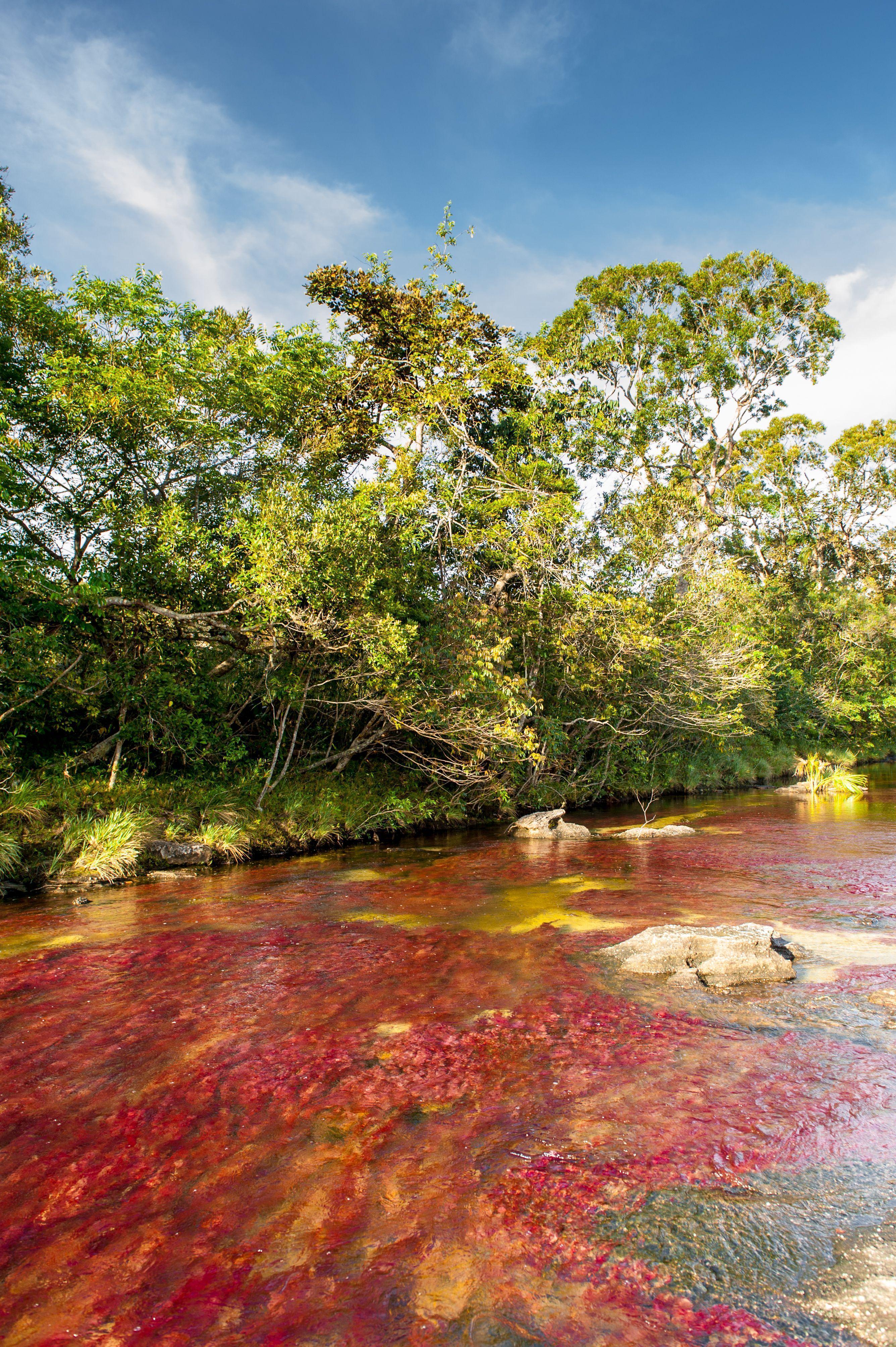 Beautifully Exotic Caño Cristales: River That 'Ran Away From