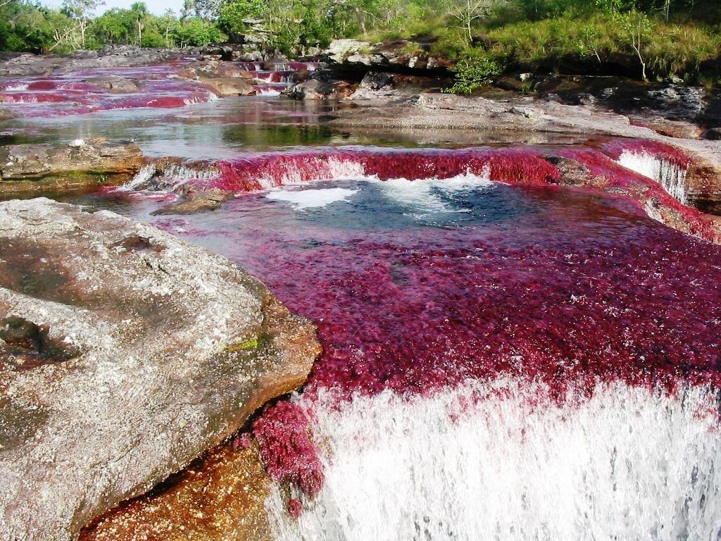 Fascinating Picture of Rainbow River Caño Cristales