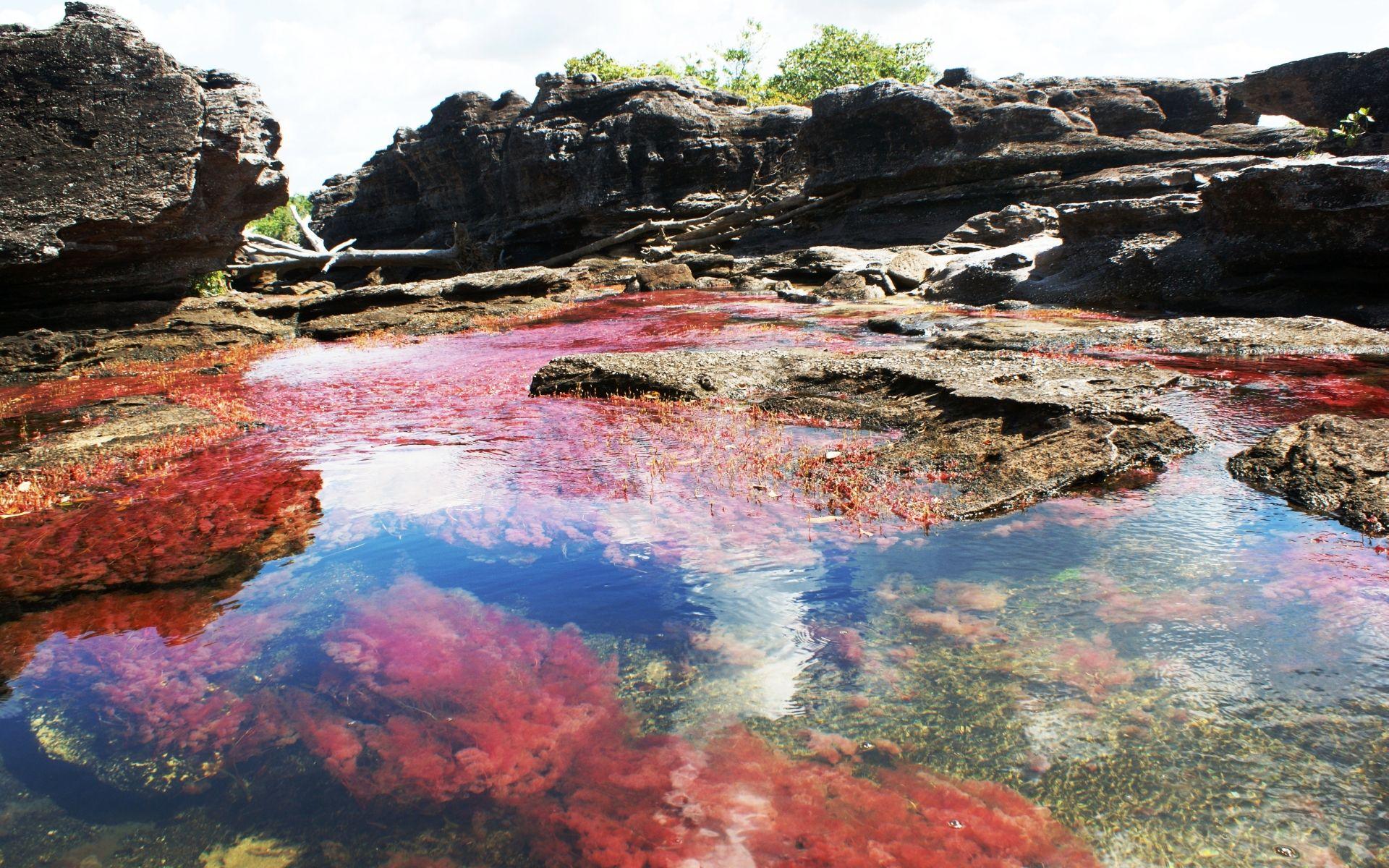 Caño Cristales Computer Wallpaper, Desktop Background