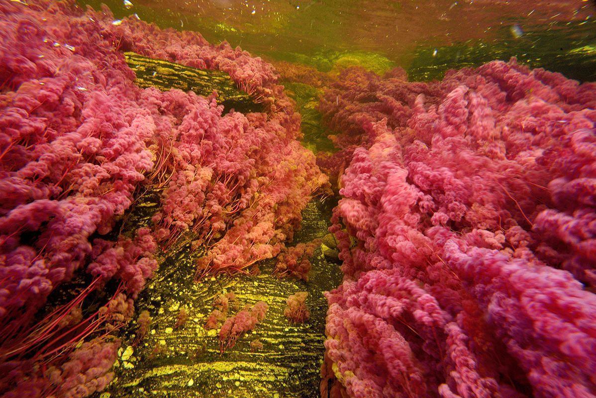 Liquid Rainbow River Of Columbia HD Wallpapers - Wallpaper Cave