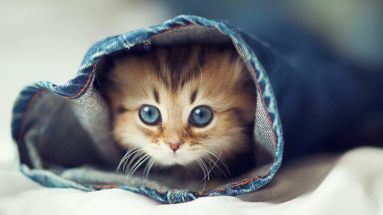 Kitties Wallpapers - Wallpaper Cave