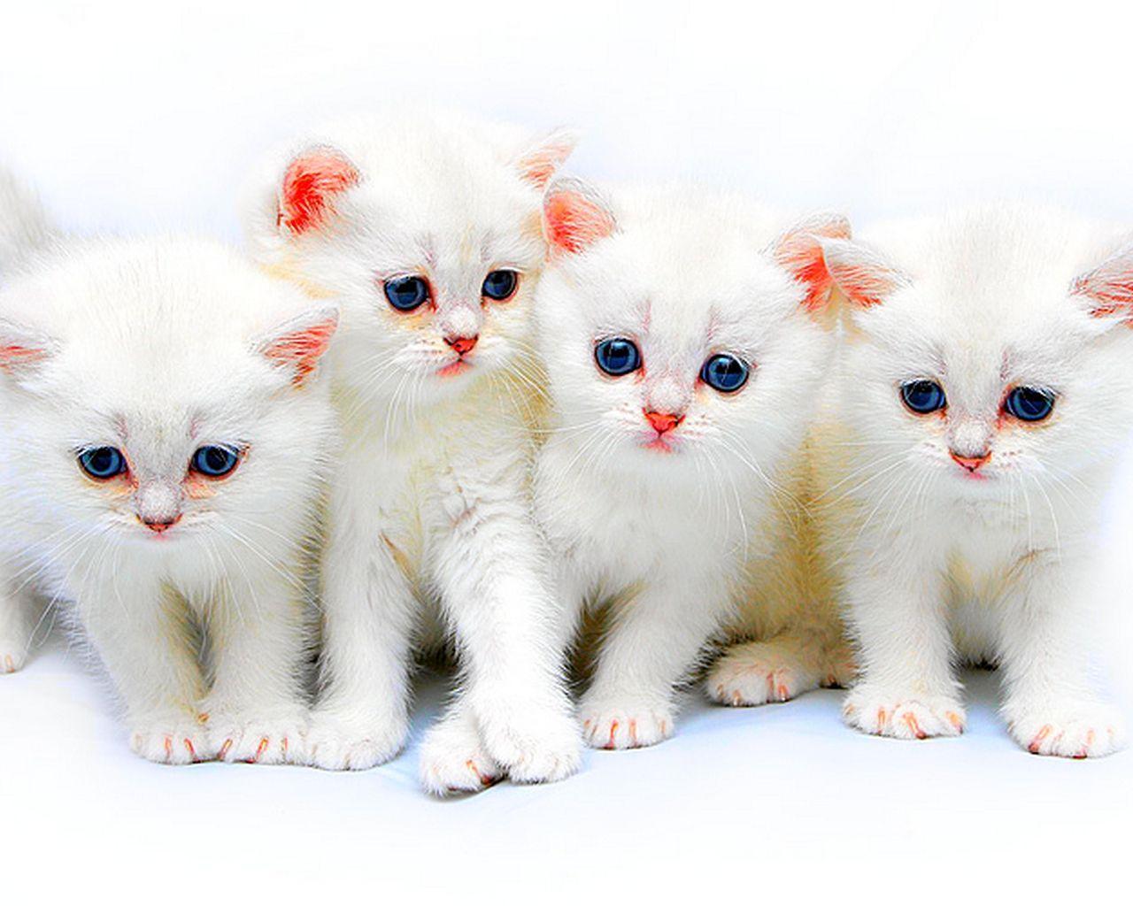 Kitties Wallpaper