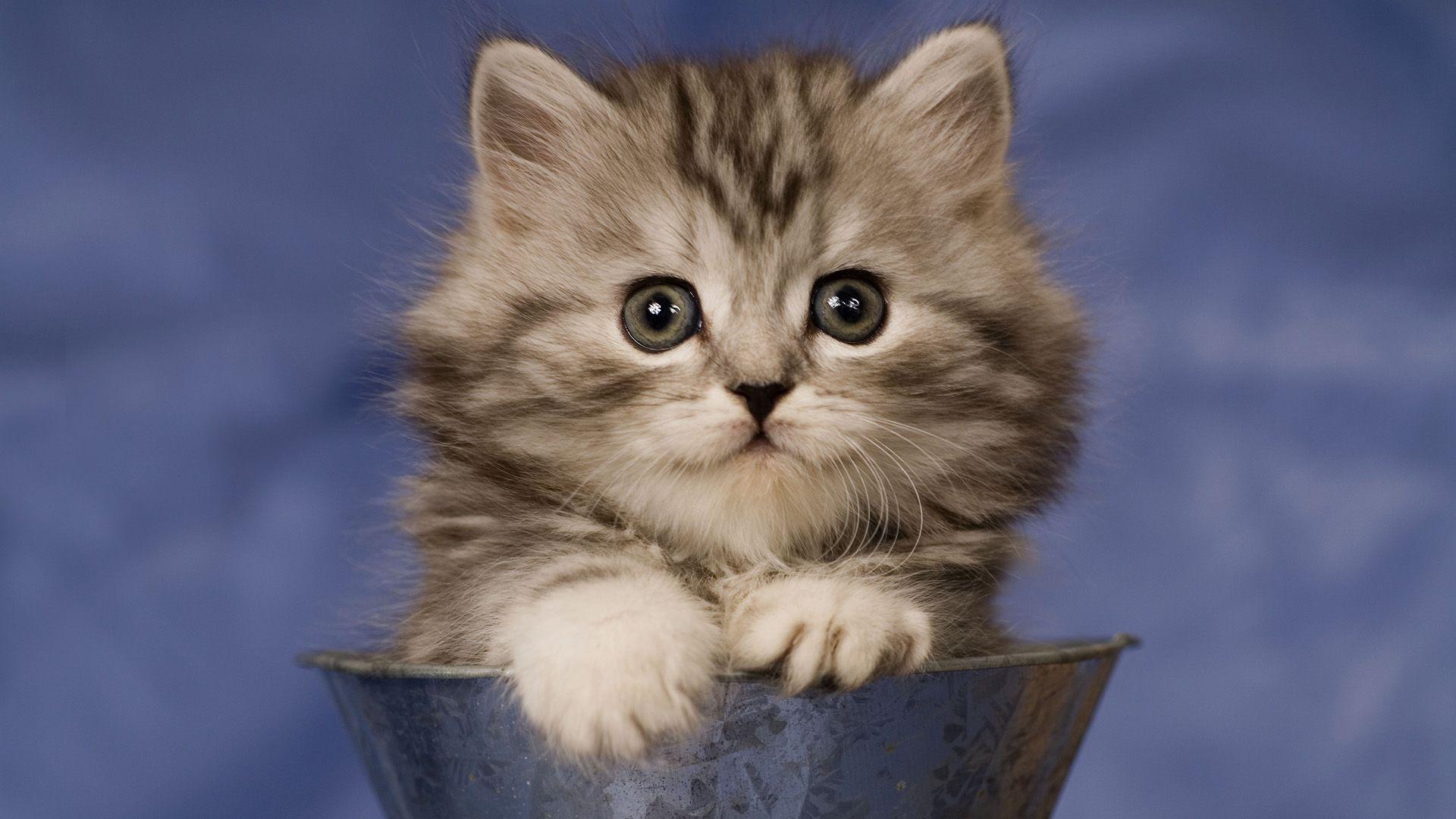 Cat Wallpaper