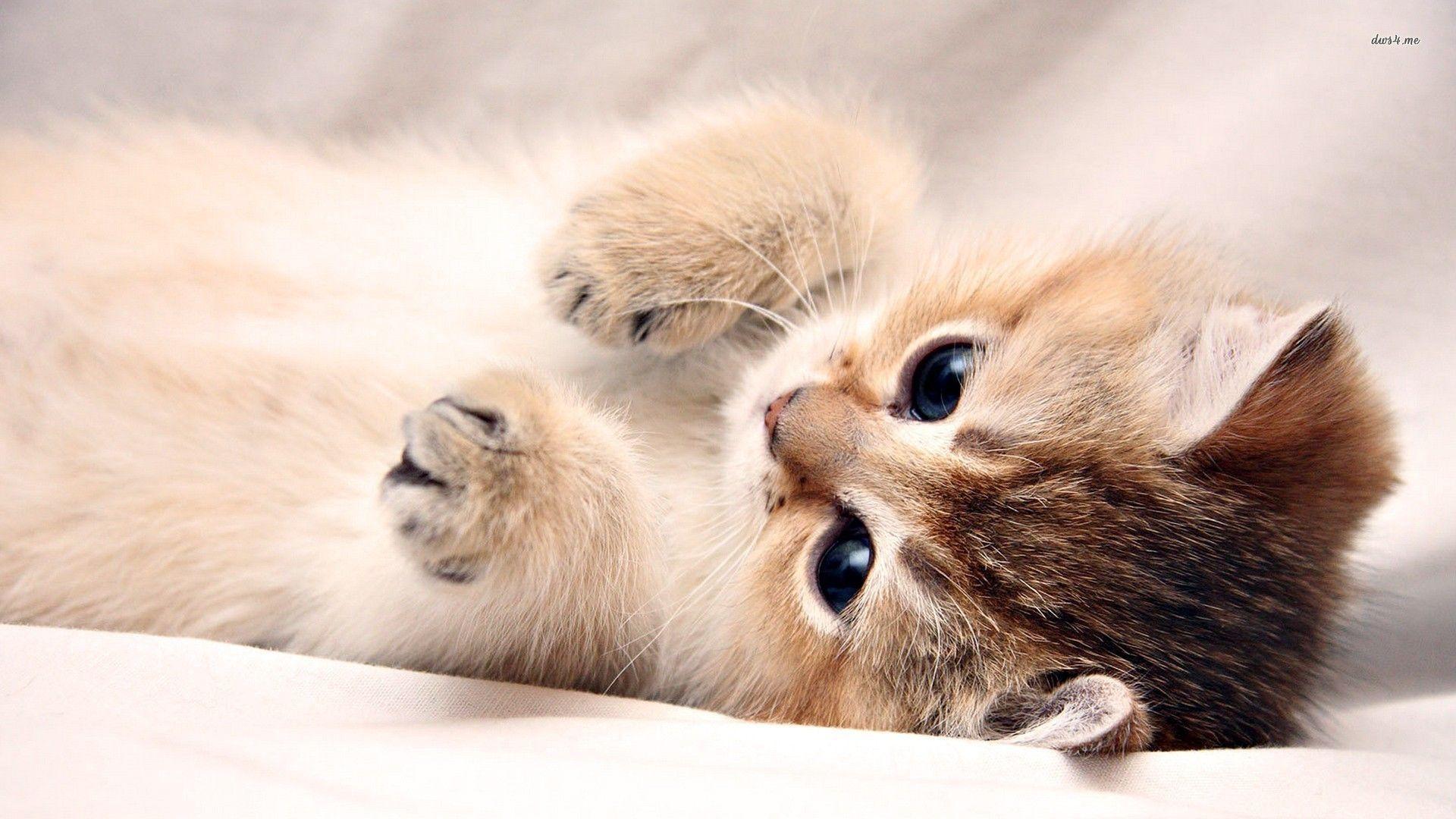 Wallpaper of Kittens