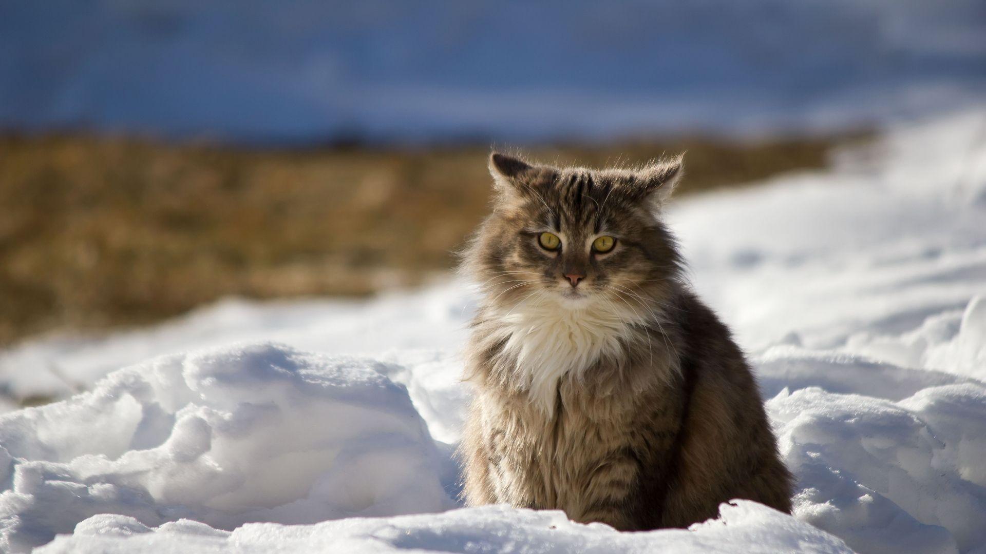 Full HD 1080p Cat Wallpaper HD, Desktop Background 1920x1080