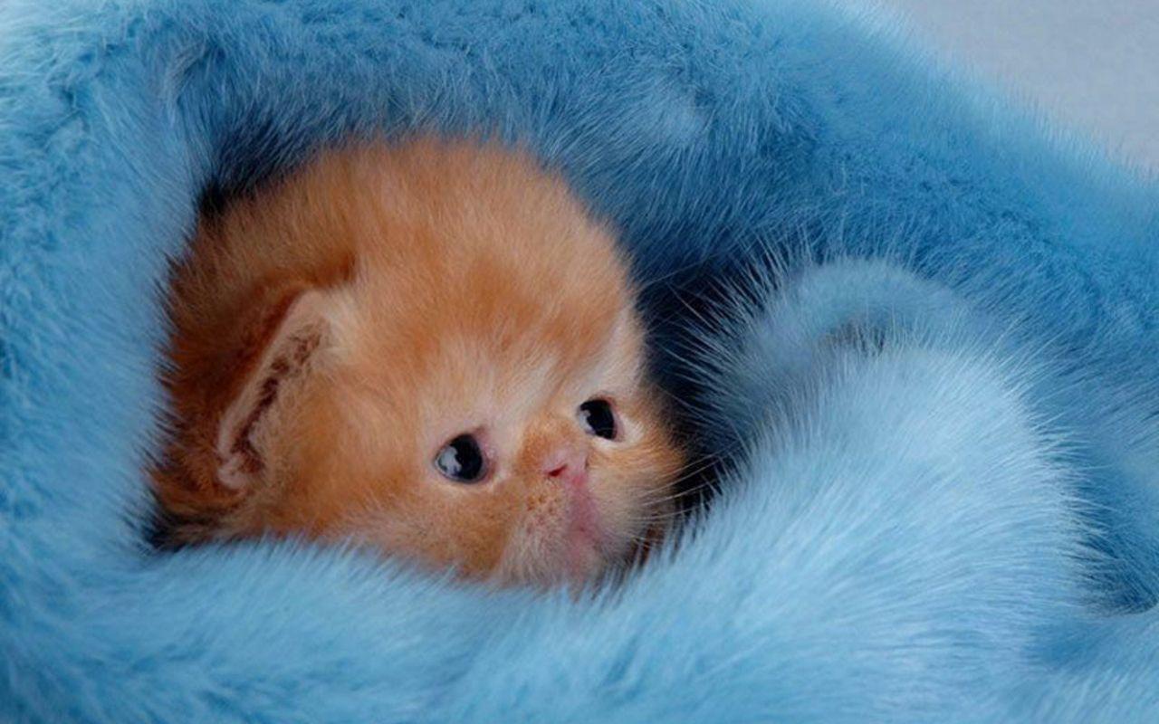 Cute Kitty Wallpaper