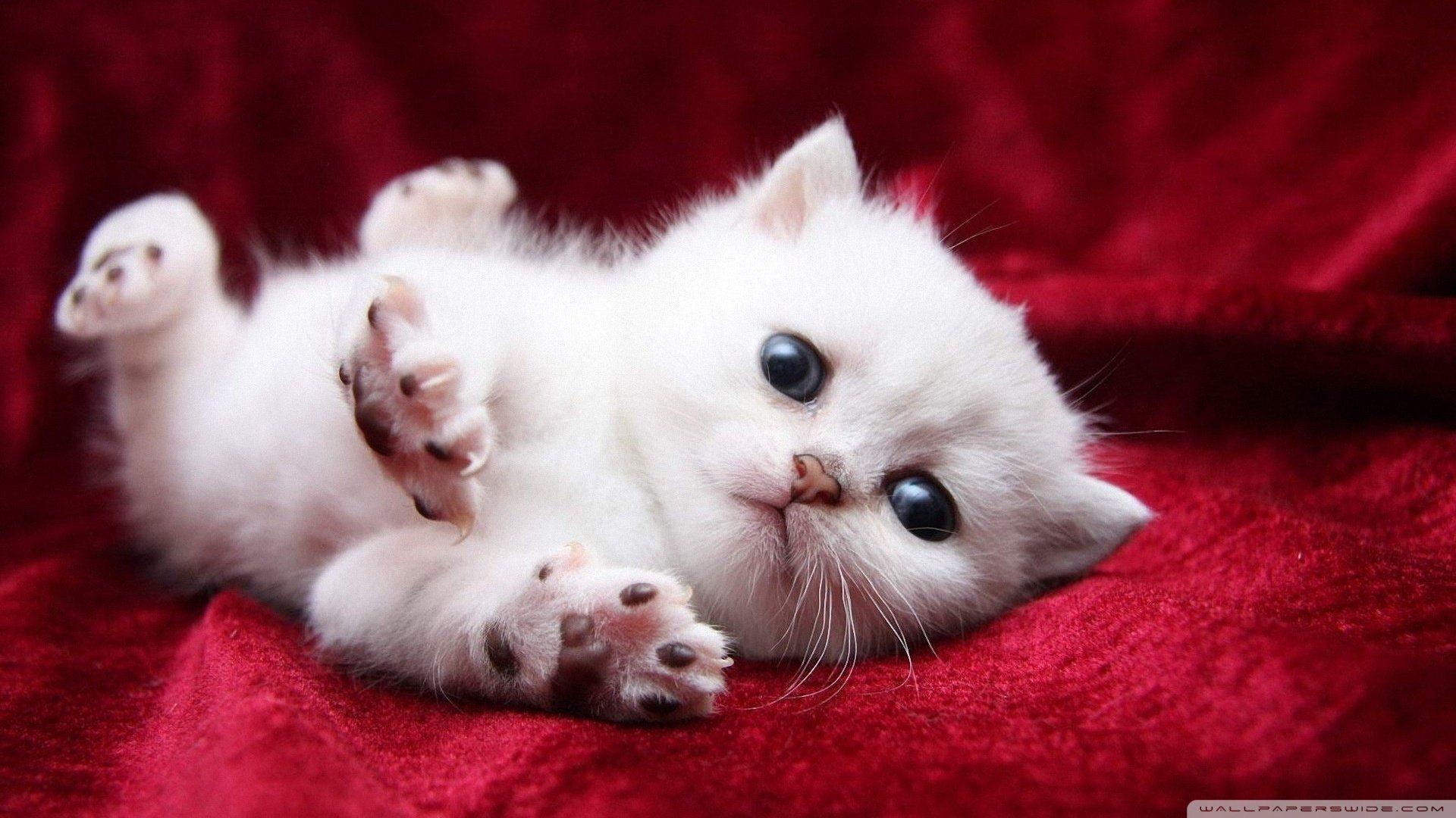 Adorable kitty cat wallpaper