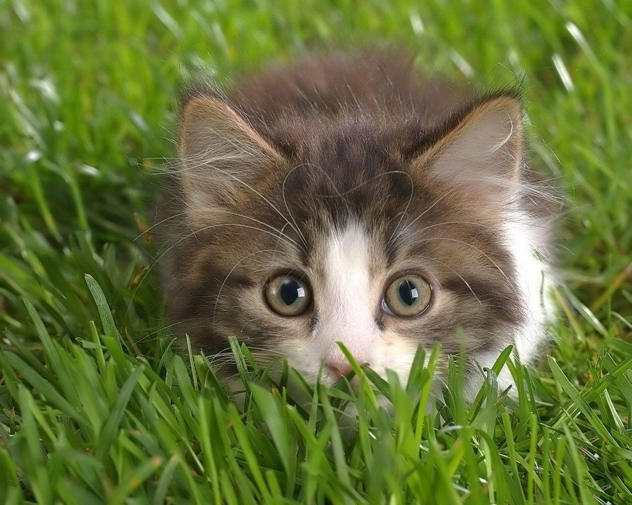best image about Cat Wallpaper