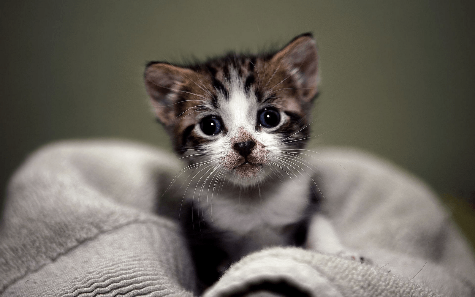 Cute Kitten Desktop Wallpaper