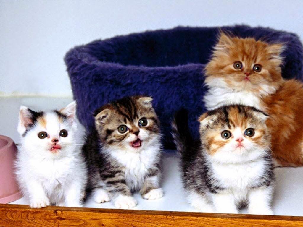 Free HD Cat Wallpaper × Image Of Cute Cats Wallpaper. HD