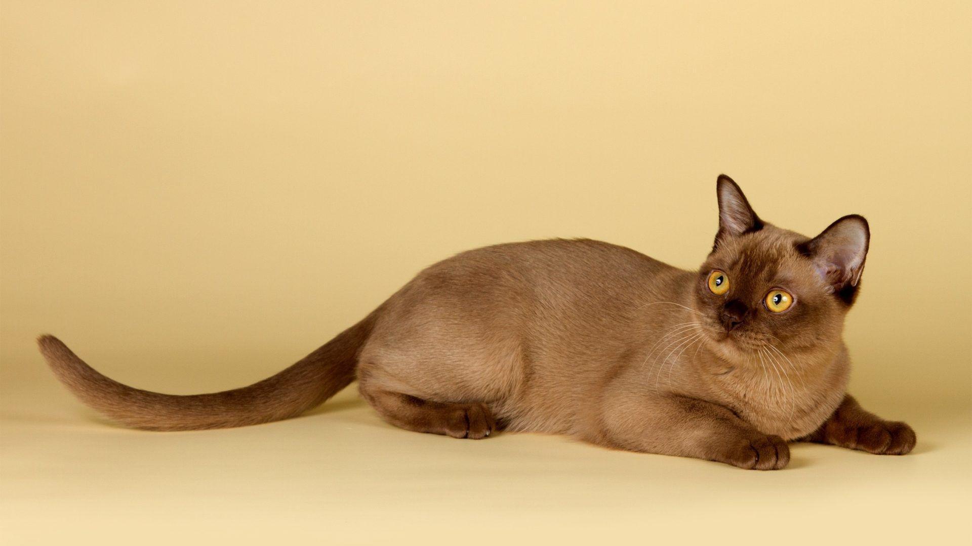 Cats Wallpaper: Cats Kitties Wallpaper For Desktop