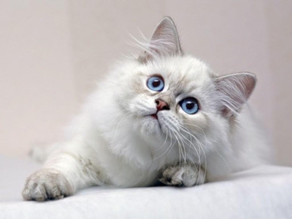 Cat Wallpaper HD