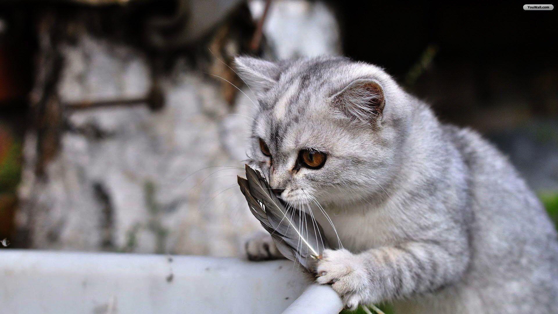 Cute Cat Wallpaper Amazing HQFX Cute Cat Picture Background