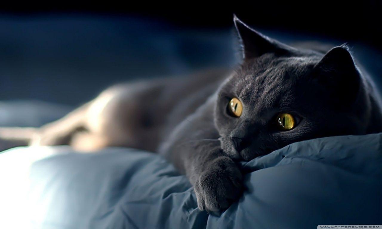 Cat Wallpaper HD