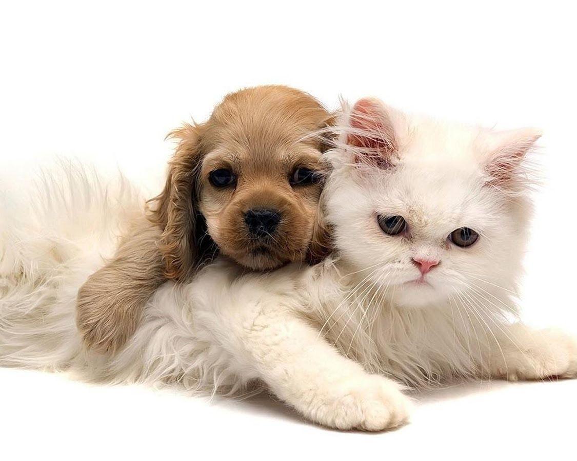 Puppy and Kitten Wallpaper Apps on Google Play