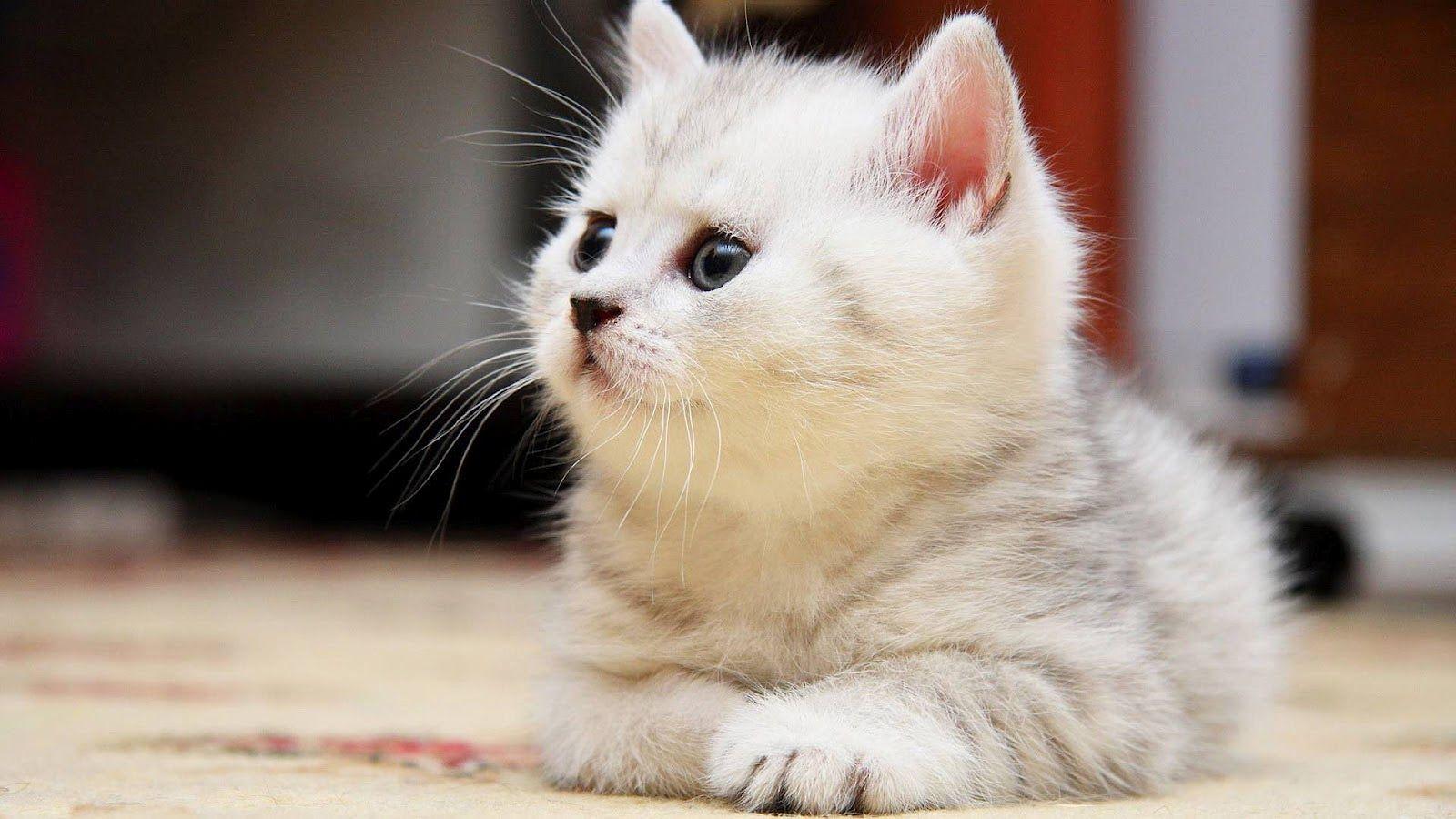 Cat Picture for Wallpaper