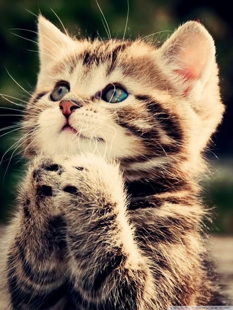Cute Cats Wallpaper Wallpaper. HD Wallpaper. HD