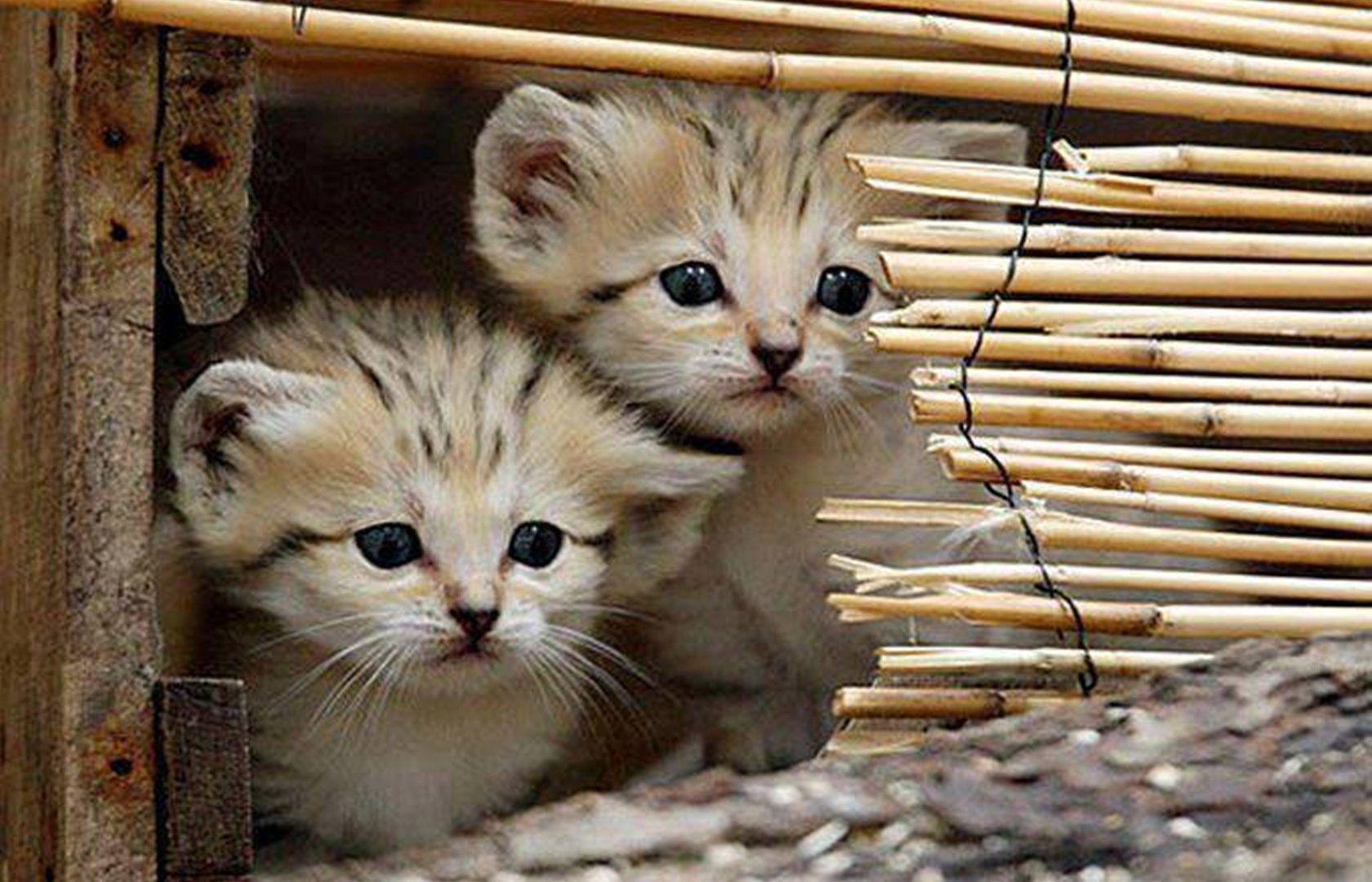 Cats: Cute Animals Sweet Cats Photography Kitties Wallpaper Eyes