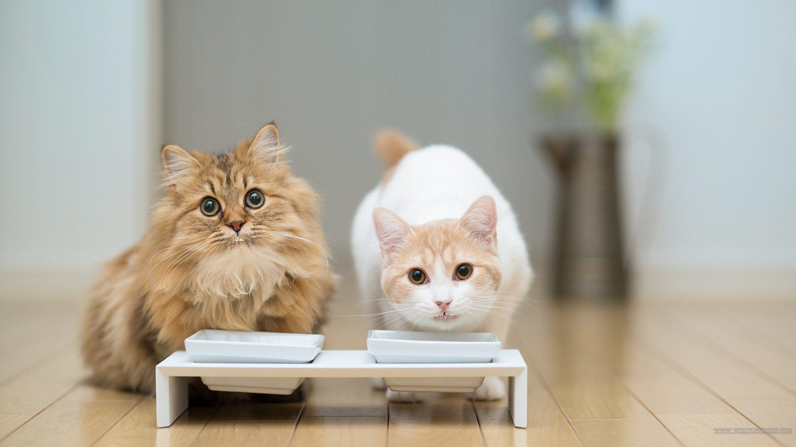 Cute Kitties Wallpaper