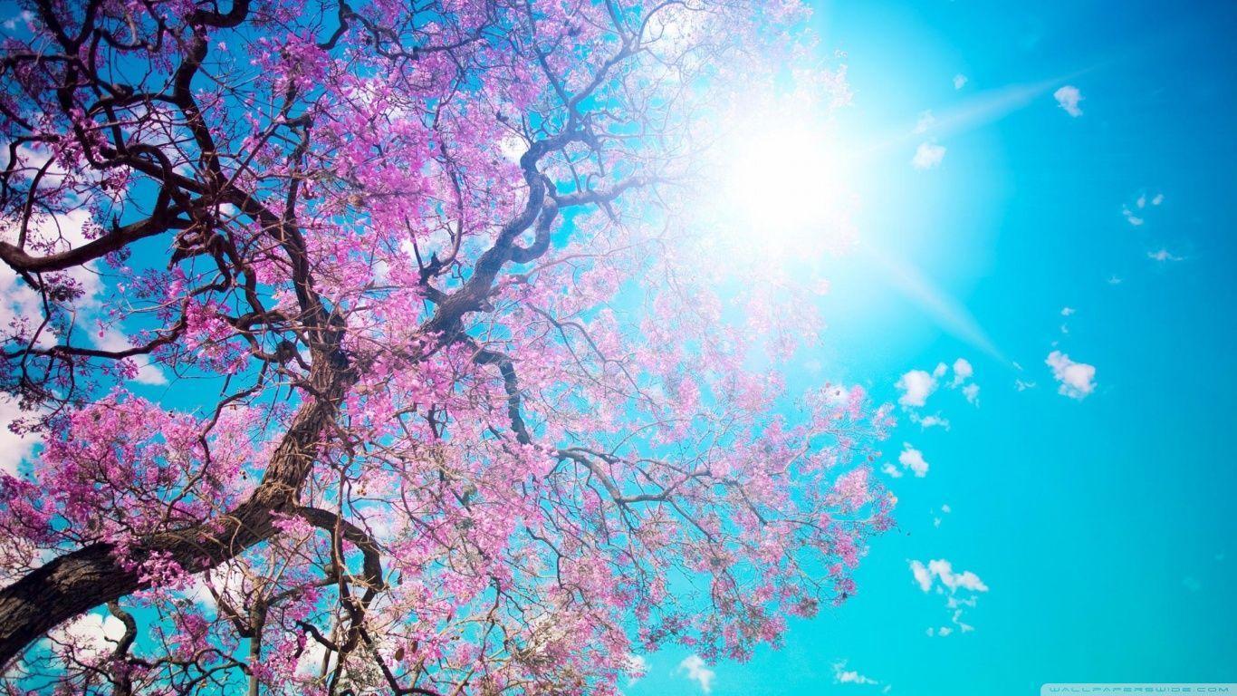 Spring Sunshine HD desktop wallpaper, High Definition