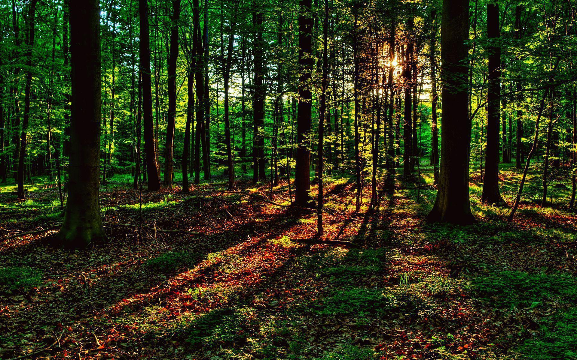 Sunshine HD Sunrise Movie iPhone Wallpaper