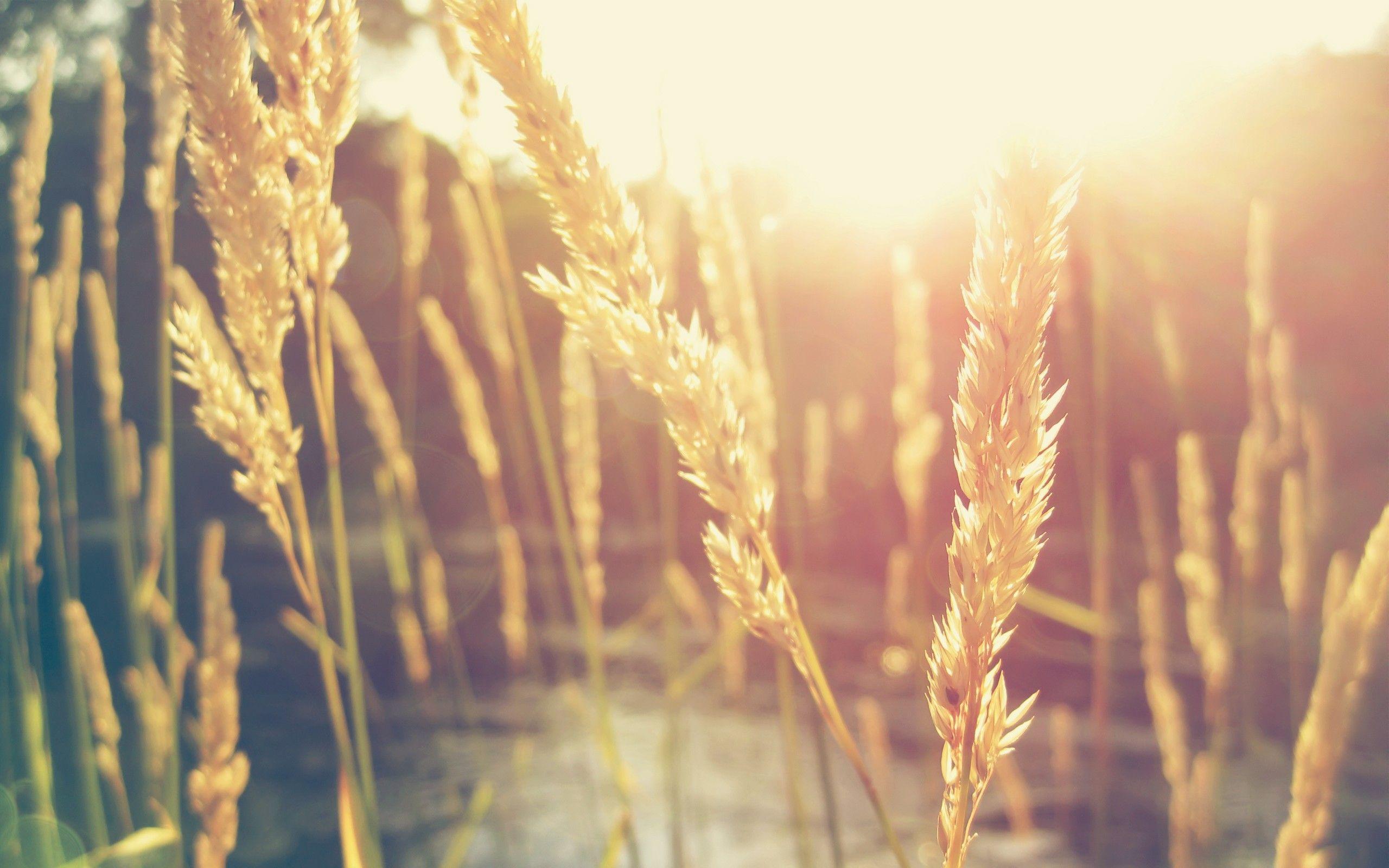 В тишине полей наливаются золотом колосья. Колосья пшеницы. Колосья пшеницы на рассвете. Пшеница Эстетика. Рожь Эстетика.
