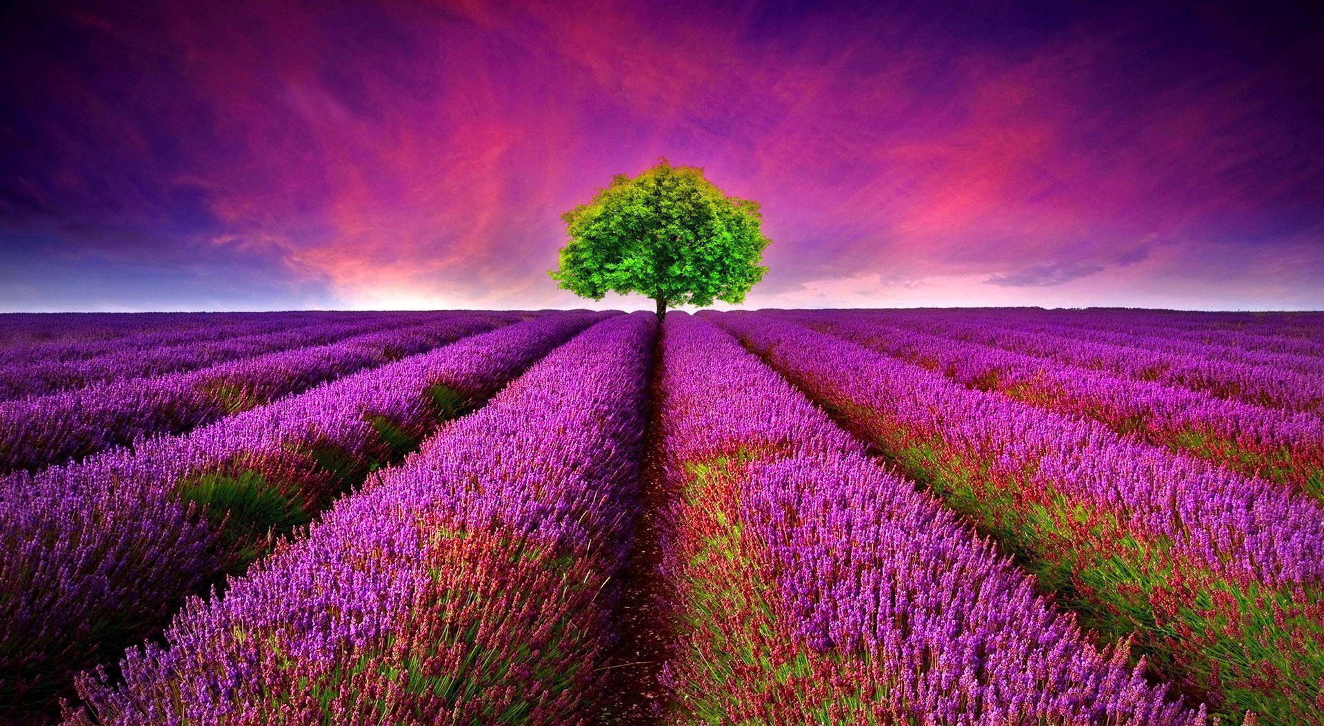 Free Beautiful HD 3D Nature Wallpaper For Computer and Smartphone