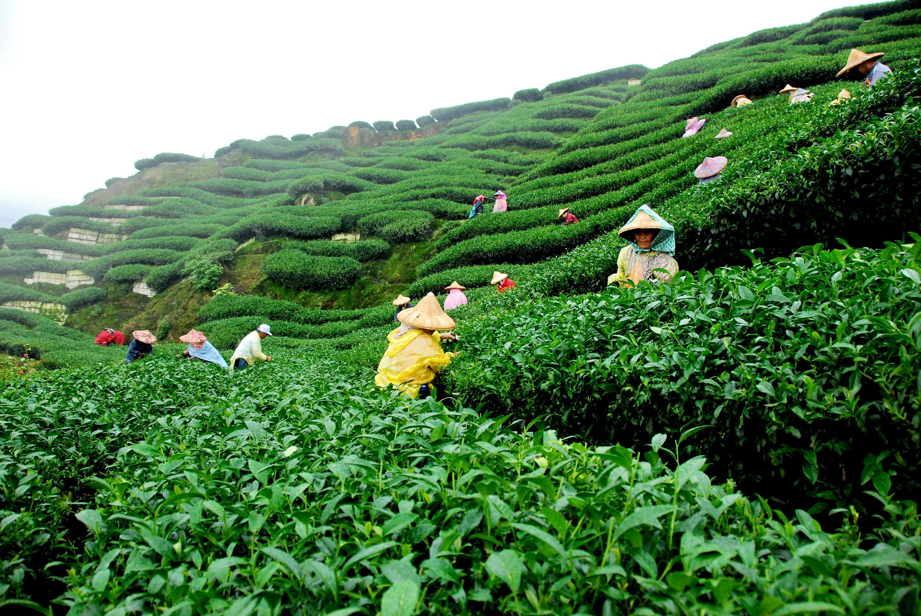Northeast India Wallpapers Wallpaper Cave