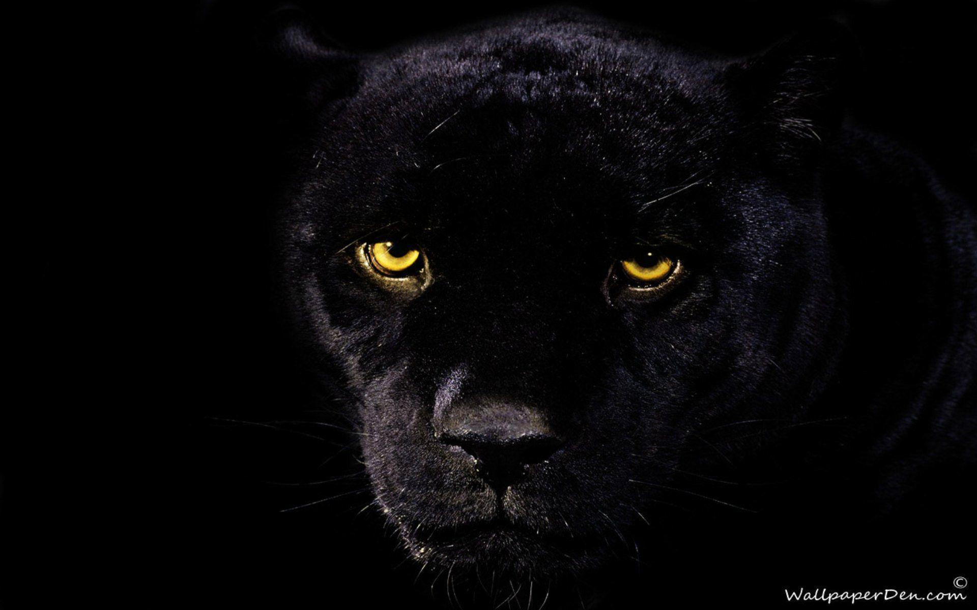 black awesome things. HD Wallpaper of Black Panther. It looks