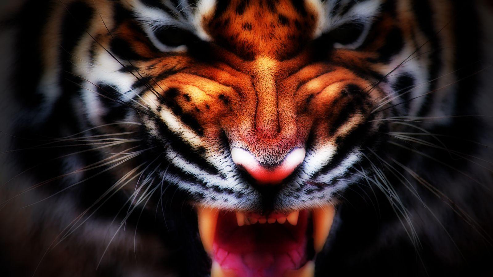 Photo Tigers Big cats 3D Graphics Roar Snout animal