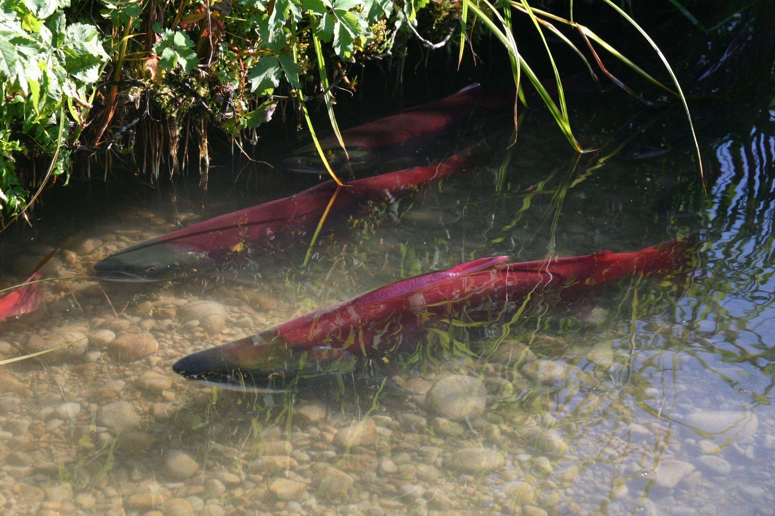 Salmon Wallpapers - Wallpaper Cave