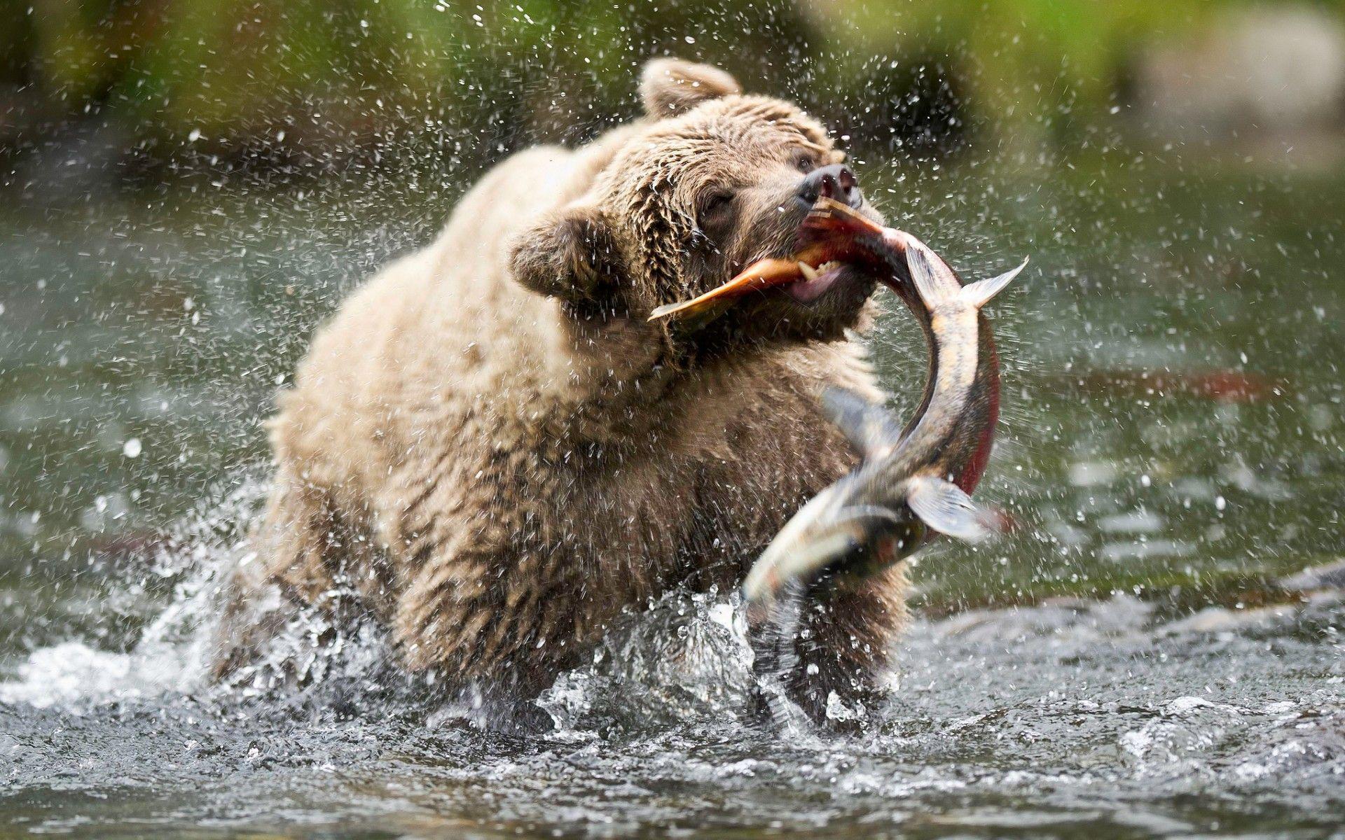 Bear Eating Salmon Wallpaper /bear