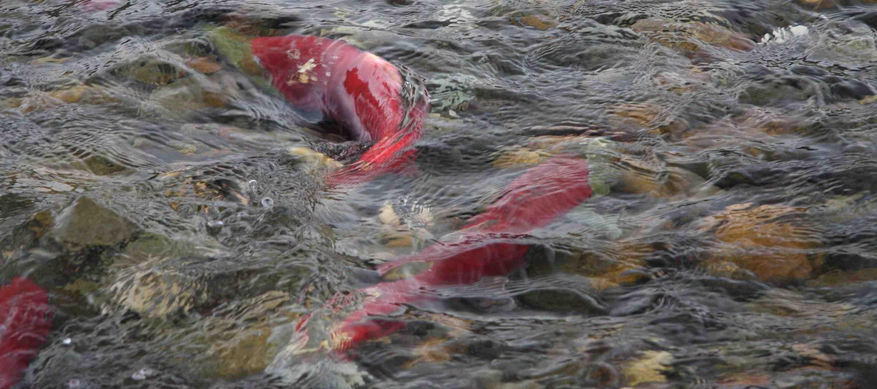 Живая рыба в воде во сне. Рыба плавает в реке. Красная вода приснилась. Сон рыба в воде. Сон рыба в воде Живая плавает.