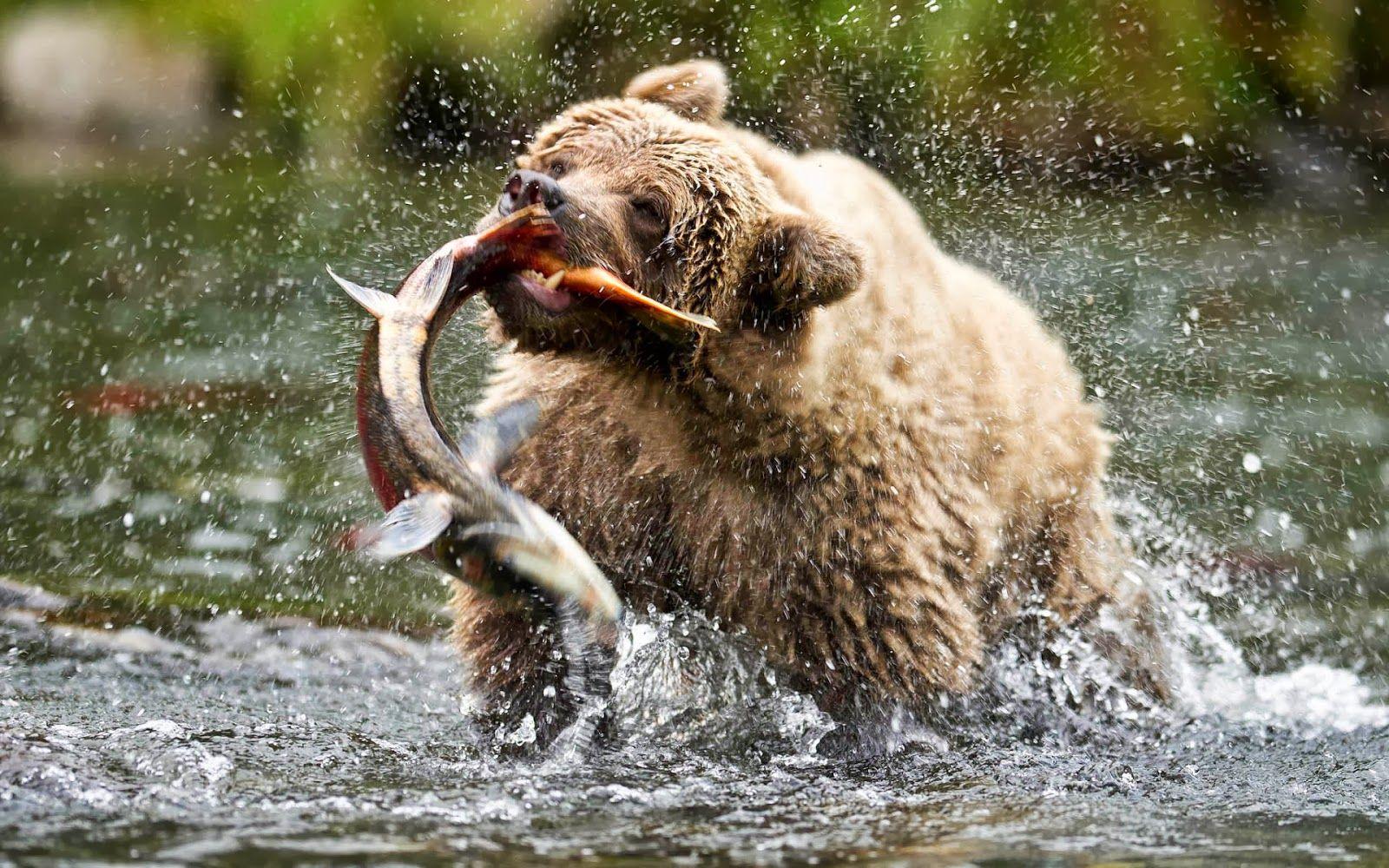 Bear catching big salmon in river. HD Animals Wallpaper