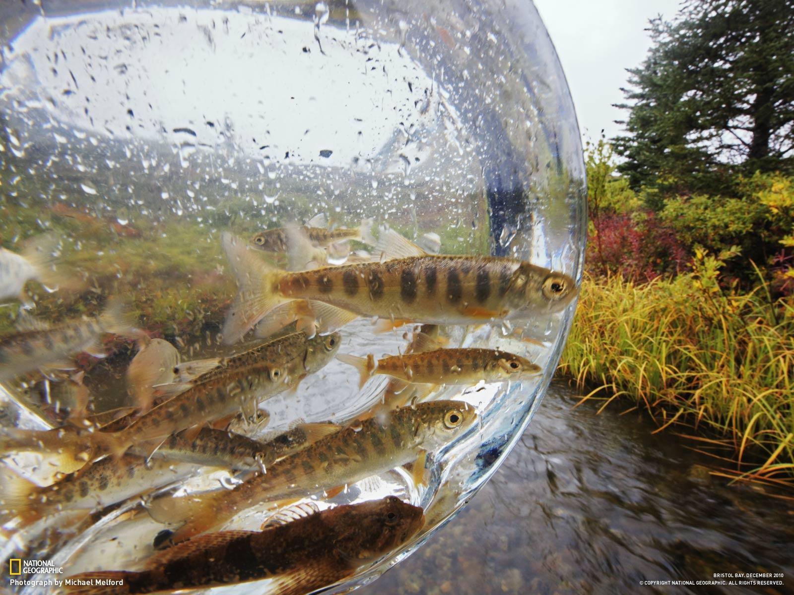 Salmon Wallpapers - Wallpaper Cave