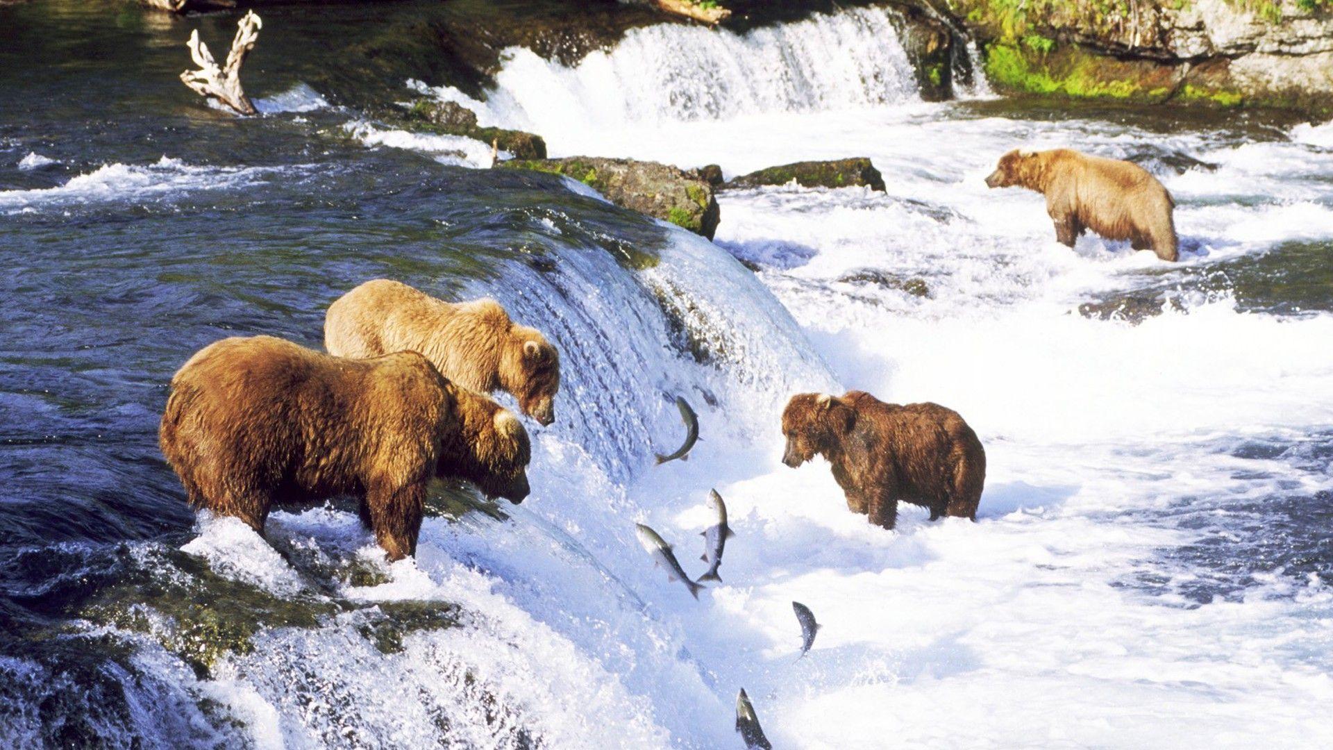 Landscapes fish bears waterfalls rivers salmon wallpaper