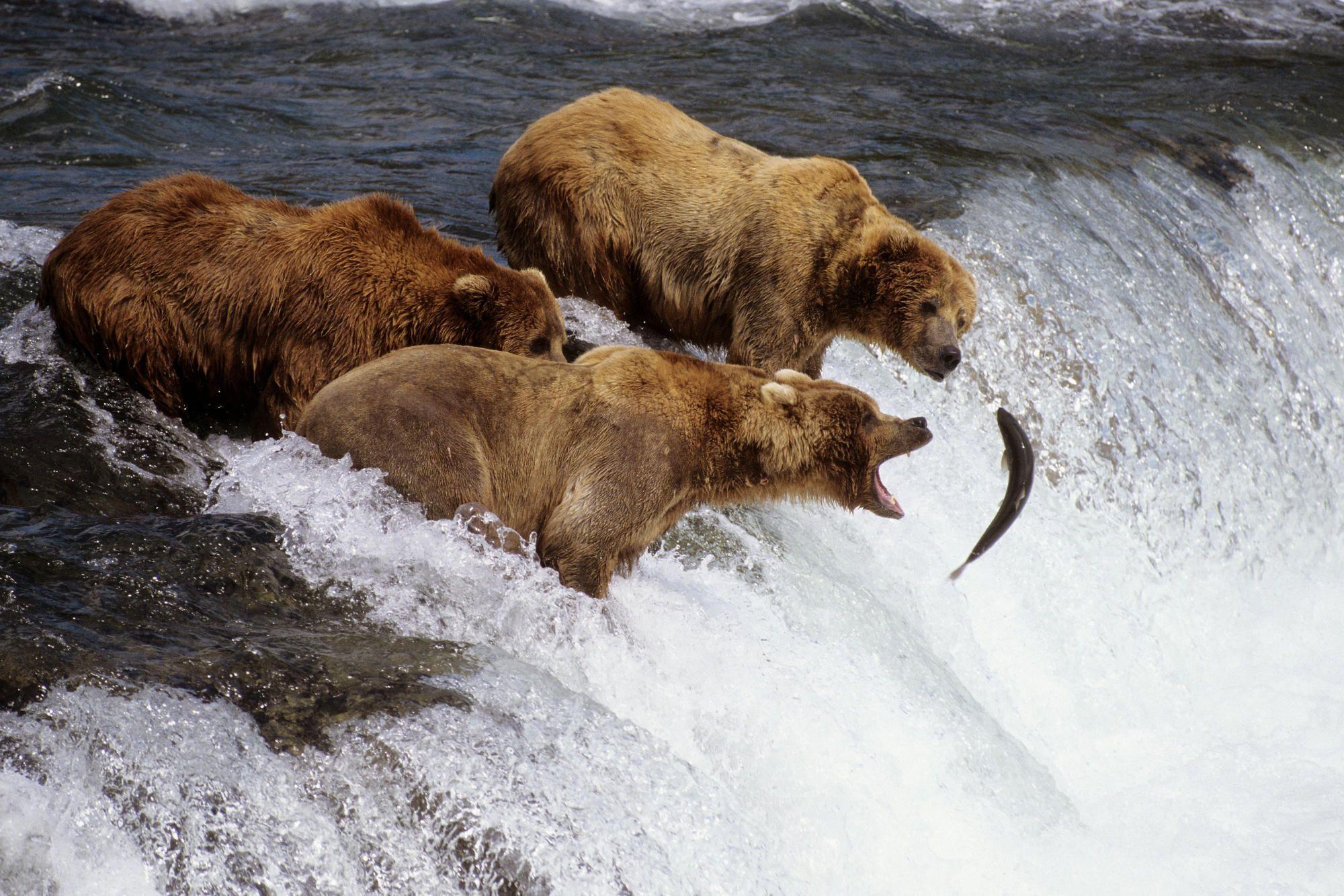 bears waiting for salmon Wallpaper Background