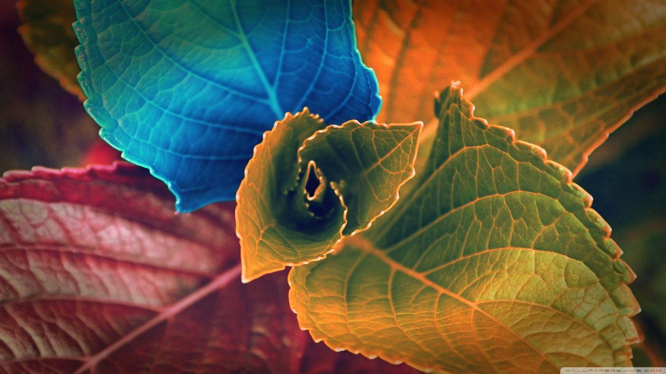Colorful Plant HD desktop wallpaper, Widescreen, High Definition