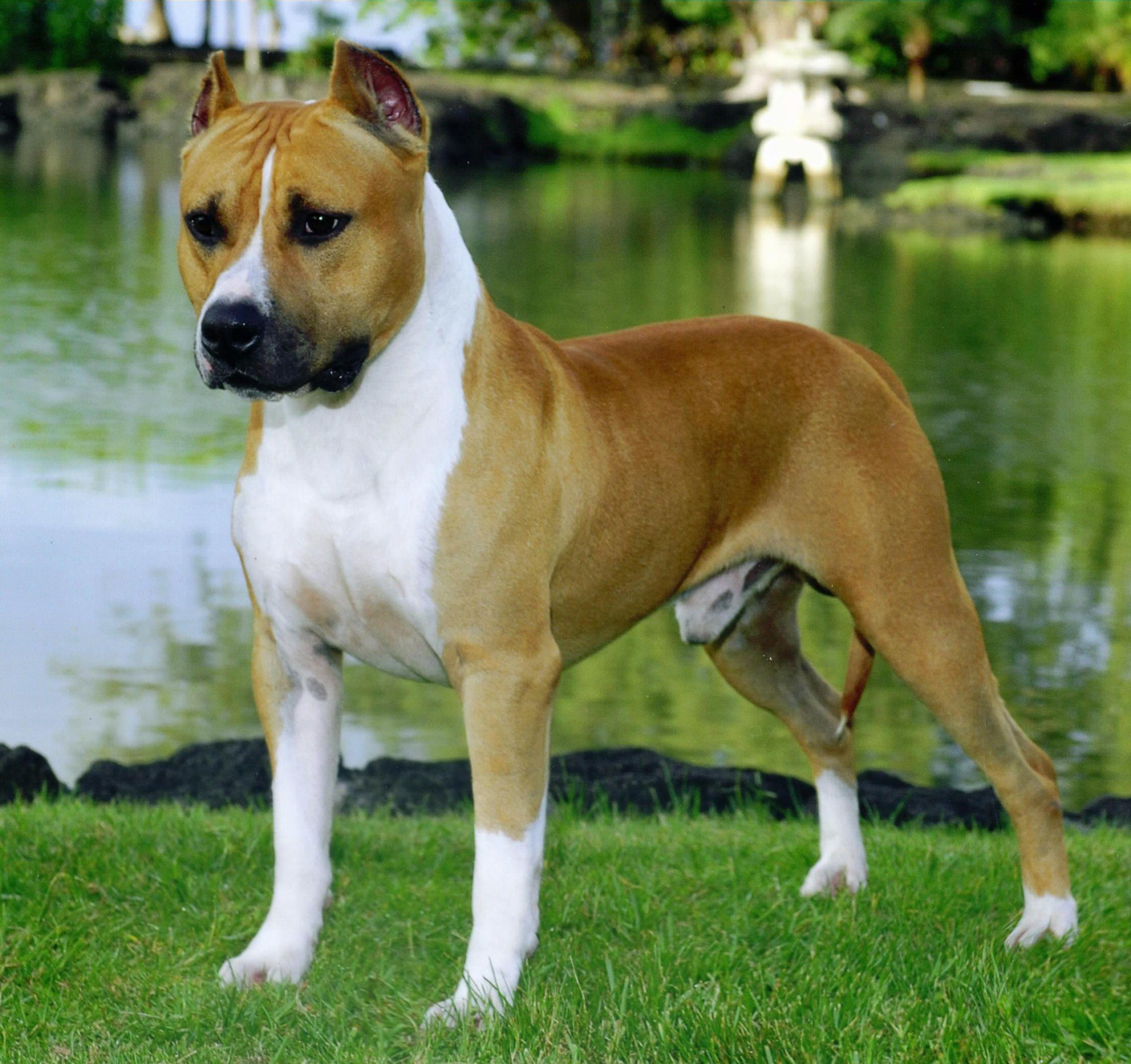 American Staffordshire Terrier Dog Breed. puppy love