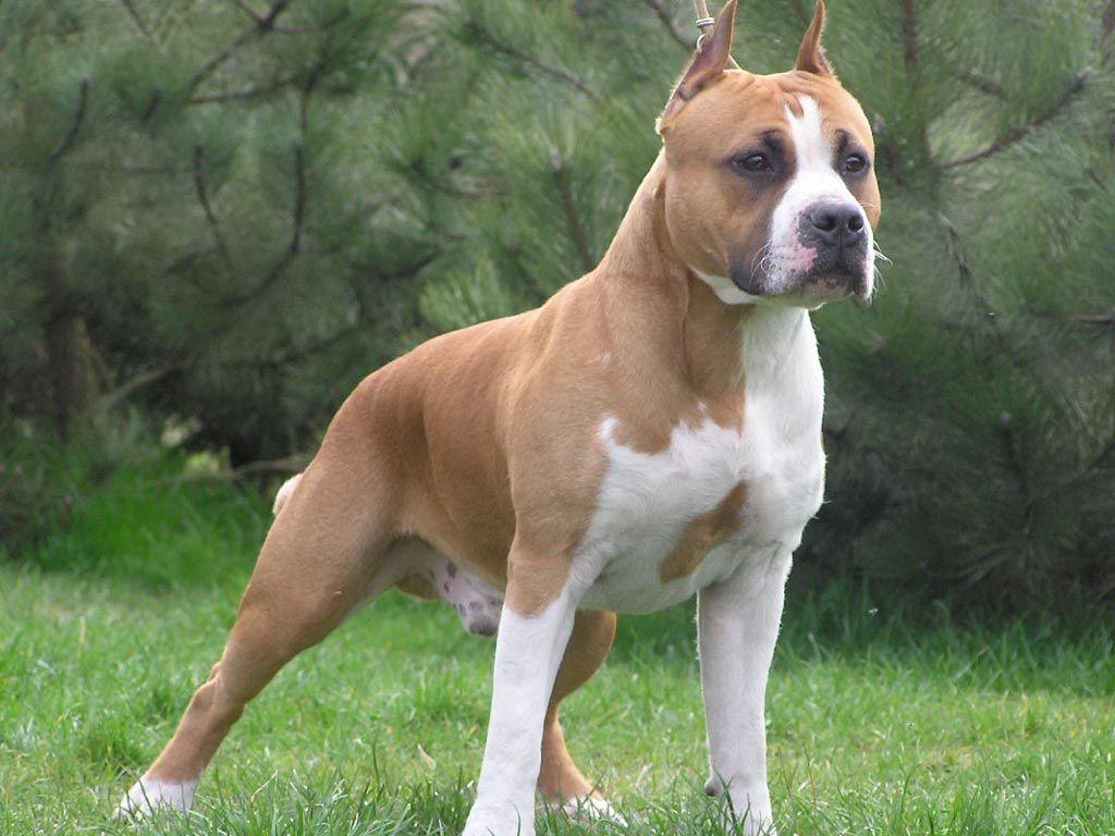 American Staffordshire Terrier. Dog Breeds. American