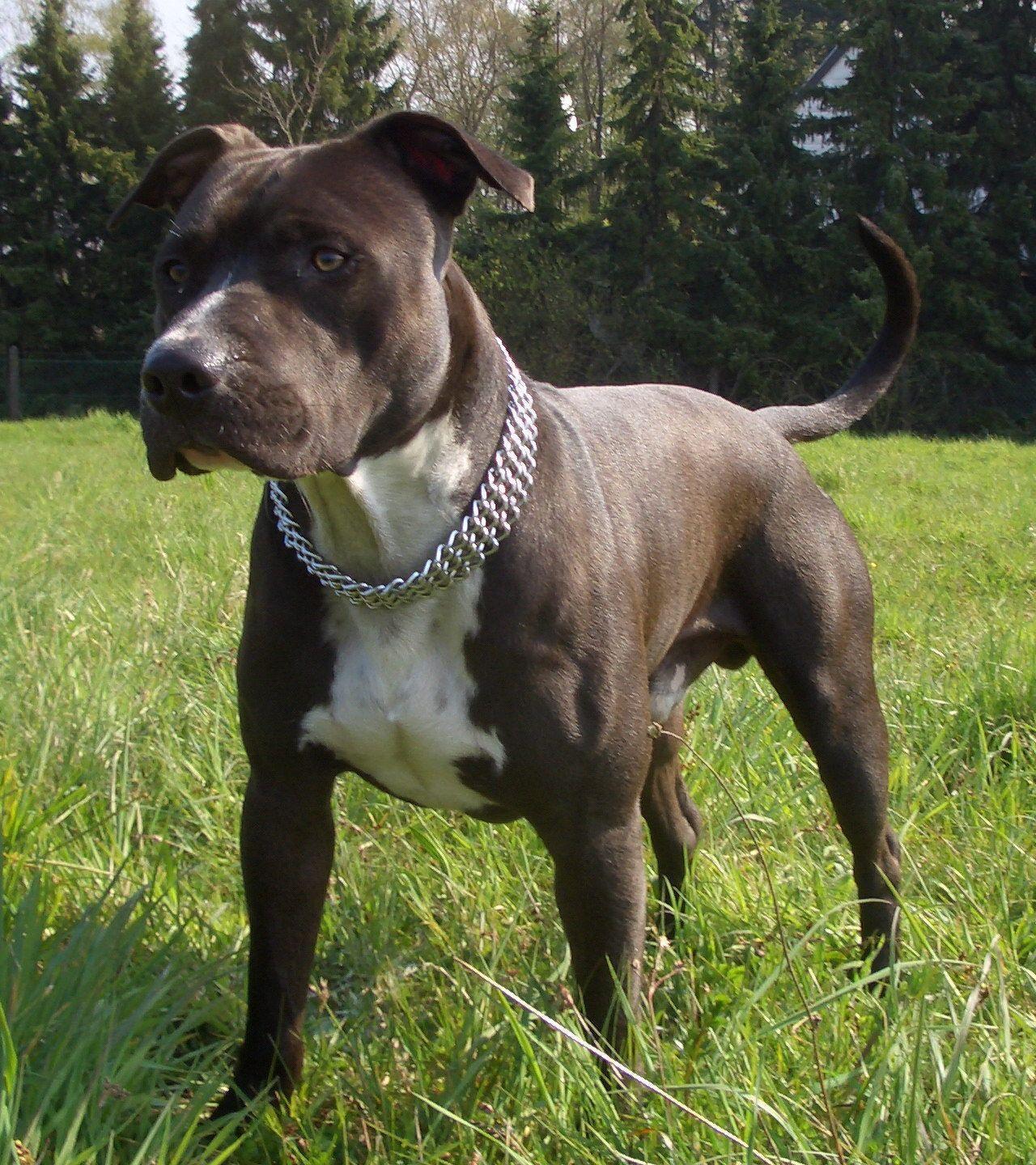 american staffordshire terrier. American Staffordshire Terrier