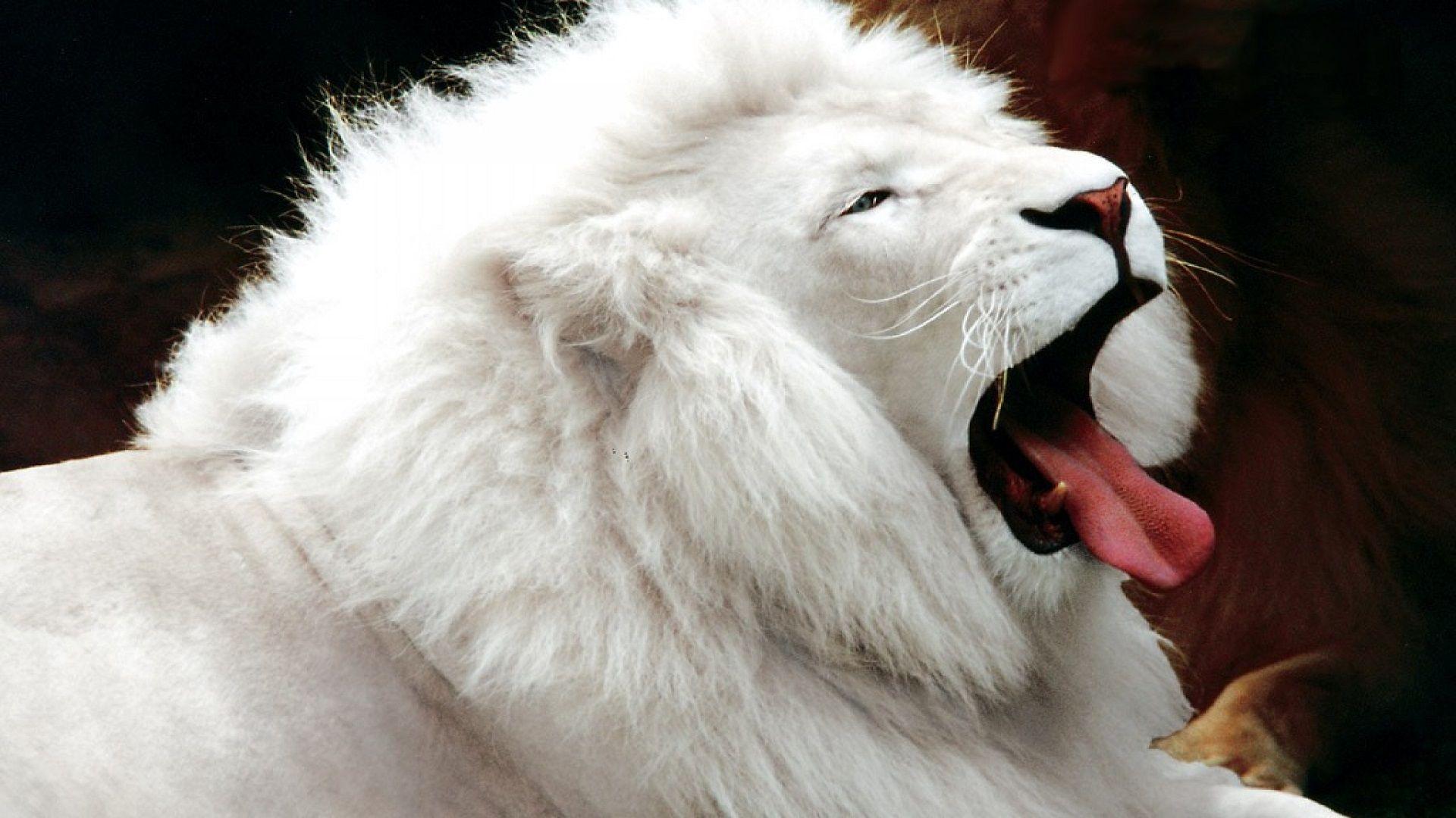 Beautiful Dangerous African Lion HD Wallpaper Free