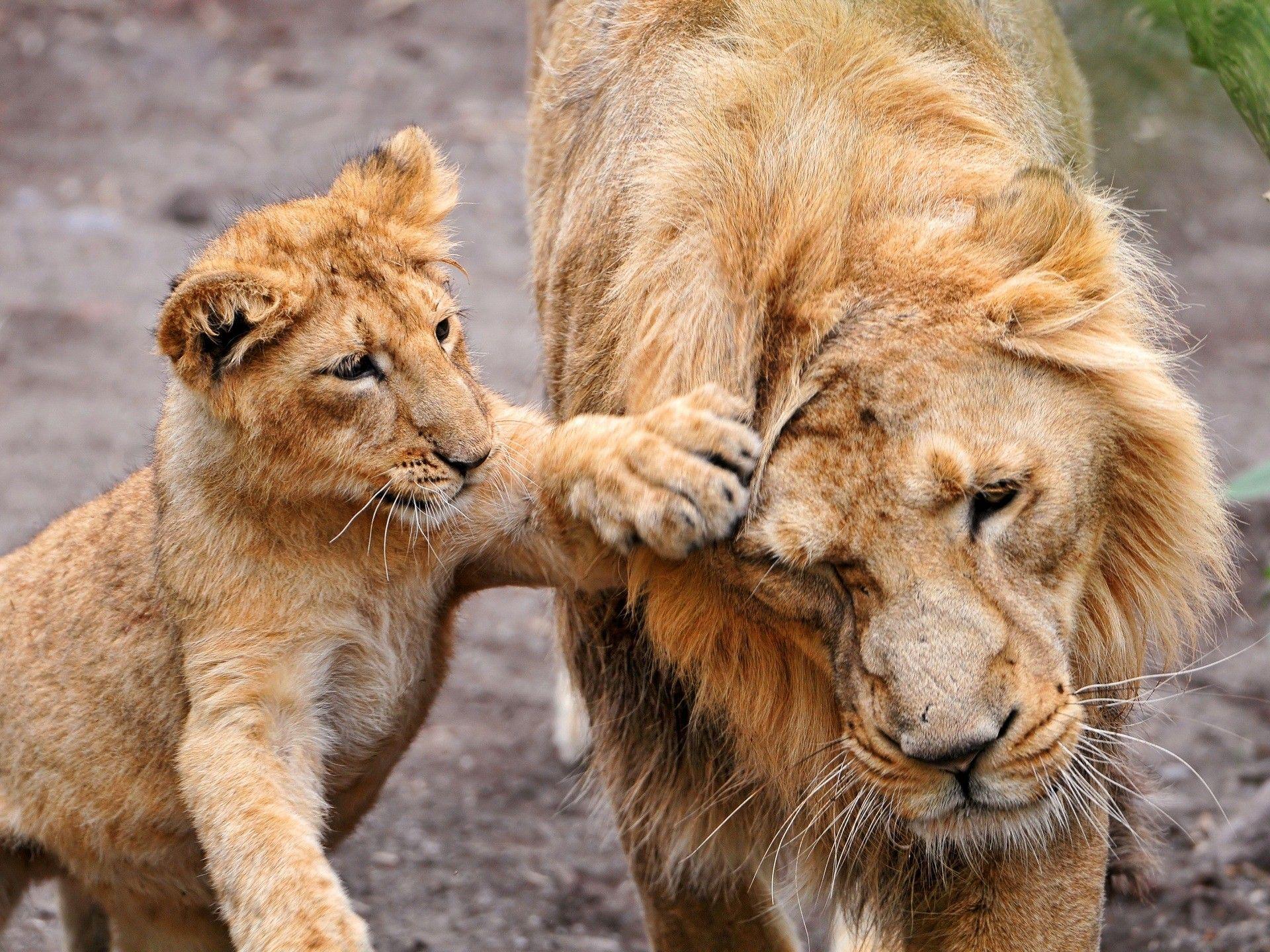 animals cubs lions baby animals HD wallpaper