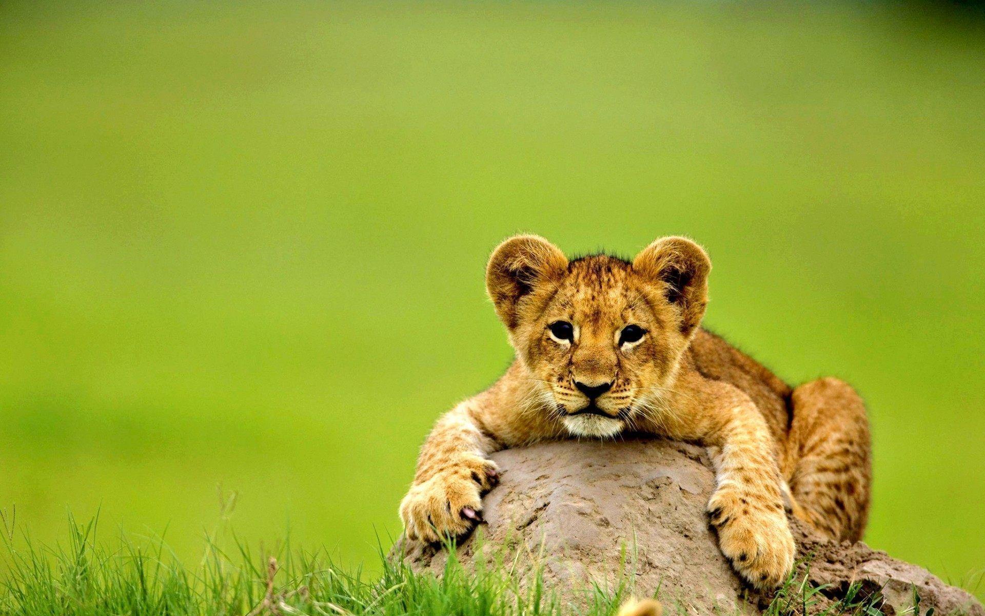 Cute Lion Baby Animal Wallpaper