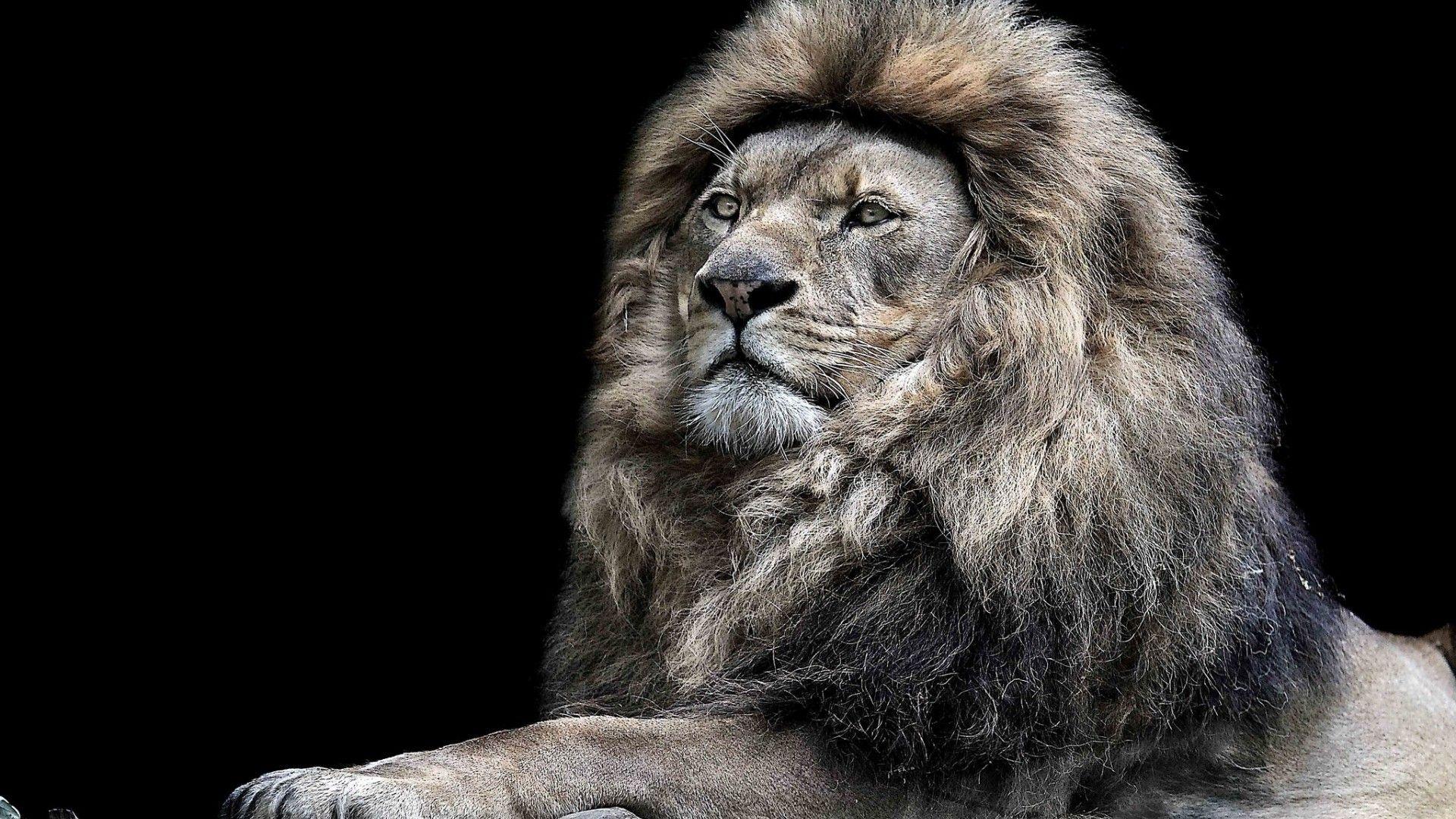 Lion Roar Cool Wallpaper HD Wallpaper Site Download. HD