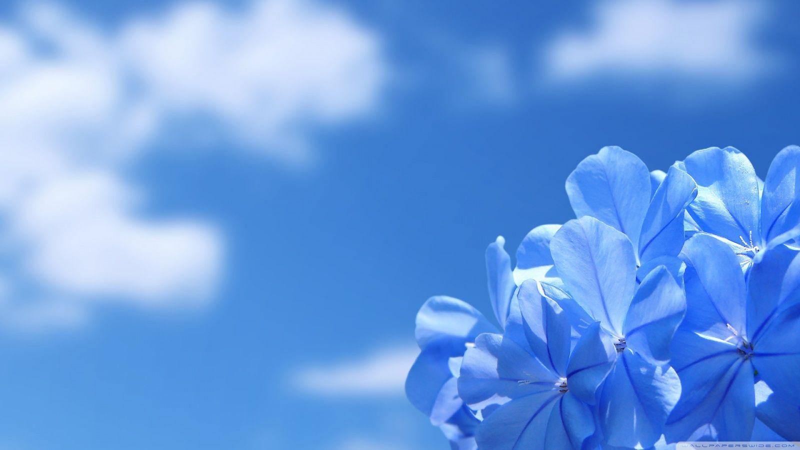 Blue Flowers HD desktop wallpaper, Widescreen, High Definition