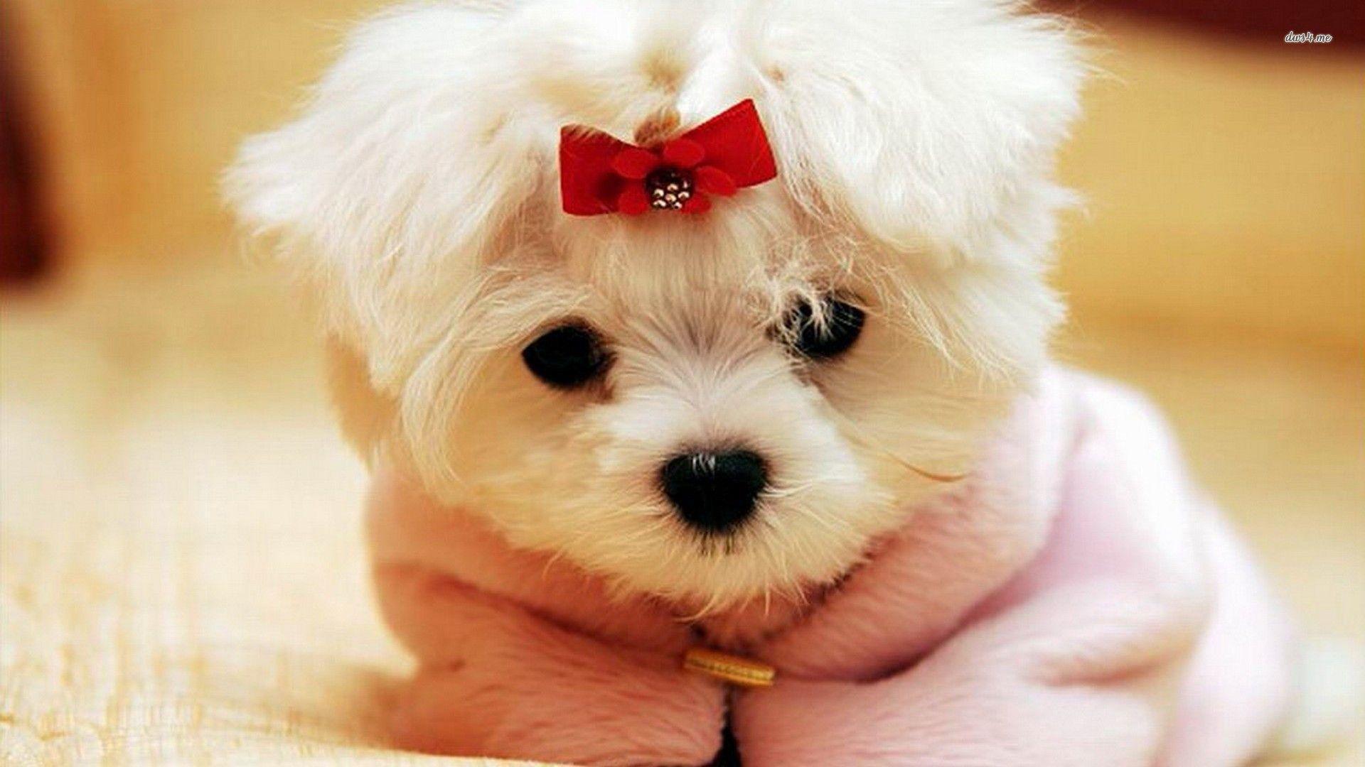 Top Maltese Puppy Photo In High Quality GoldWallpaper