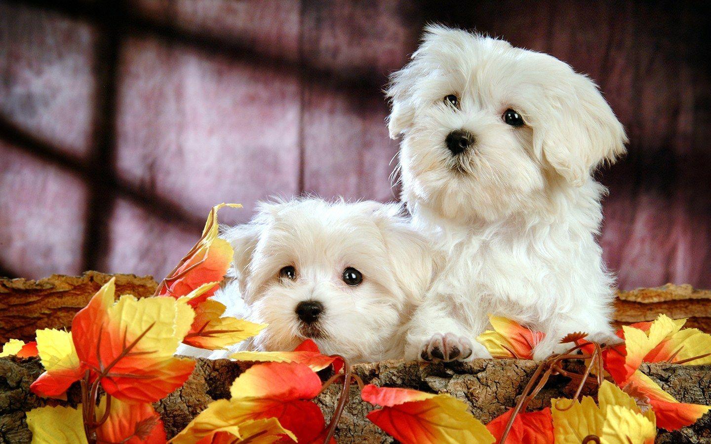 Fluffy Maltese Puppy Dogs Maltese Puppies wallpaper