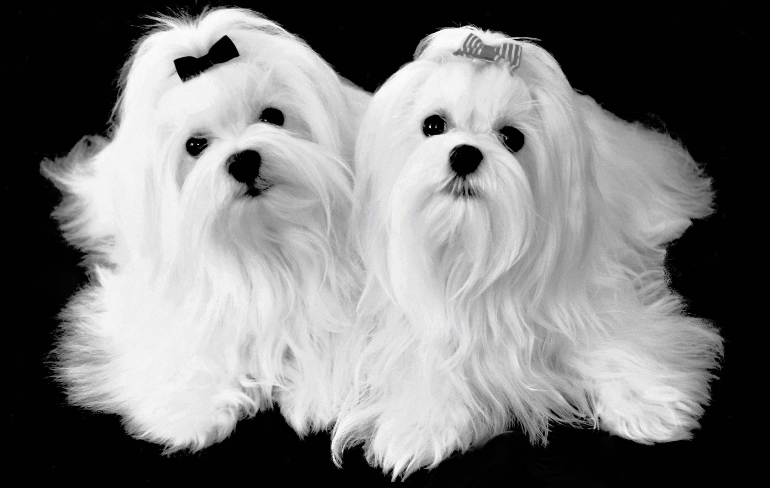 Cute Long Haired Maltese Dogs Wallpaper