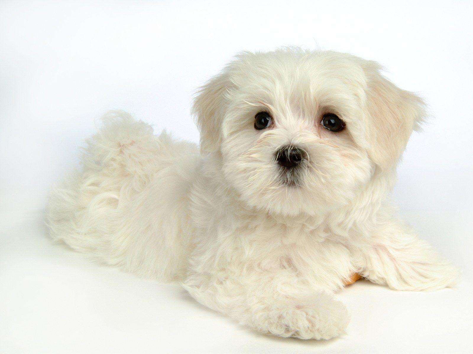 Maltese Dog. Fluffy Maltese Puppy Dogs Maltese Puppies